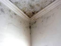 Why You Should Choose Our Mold Remediation Services in Cornish, ME