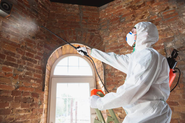 Best Emergency Mold Remediation  in Cornish, ME